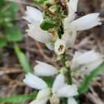 Chlorophytum tuberosum Kukka