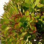 Aeonium arboreum Leaf
