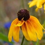 Rudbeckia hirta 花