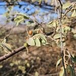 Grewia velutina Fruit