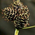 Carex parviflora Fruto