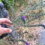 Echium vulgare 花