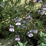 Penstemon azureus Hábito