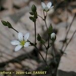 Arenaria provincialis Flower