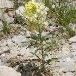 Erysimum ochroleucum Hábito