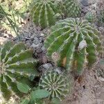 Echinopsis oxygona List