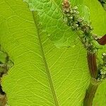 Rumex conglomeratus Leaf