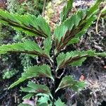 Asplenium polyodon पत्ता