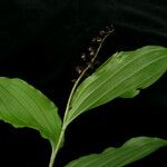 Maianthemum purpureum