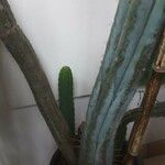 Trichocereus macrogonus Leaf