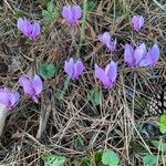 Cyclamen hederifoliumFlower