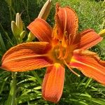 Hemerocallis fulvaKvět