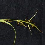 Carex filicina Hábito