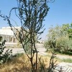 Acacia raddiana عادت داشتن