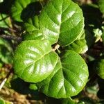 Quercus alnifolia Leaf