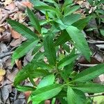 Solanum bahamense Leaf