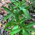 Solanum bahamense Hoja