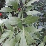 Levisticum officinale Blatt