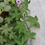 Ipomoea cairica Vivejo