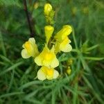 Linaria vulgaris List