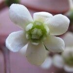 Nectandra purpurea Λουλούδι
