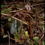 Scoliopus bigelovii Λουλούδι