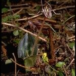 Scoliopus bigelovii 花