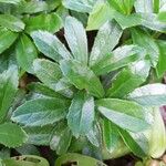 Chimaphila umbellata Blatt