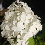 Hydrangea paniculataപുഷ്പം