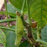 Glycine max Fruit