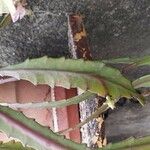 Disocactus phyllanthoides Blatt