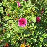 Malope trifida Blomst