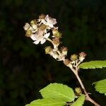 Rubus questieri Övriga