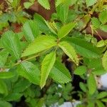 Rosa virginiana Blatt