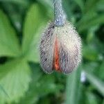 Papaver atlanticum 花