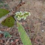 Buchanania cochinchinensis Blomst