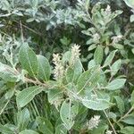 Salix phylicifolia Blatt