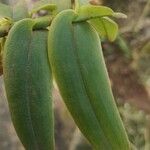 Calyptrochilum christyanum Hoja