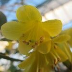 Rhododendron brassii Flower