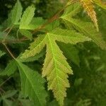 Acer micranthum Folha