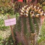 Ferocactus wislizeni Bark