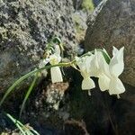 Narcissus triandrus 花