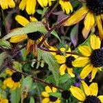 Rudbeckia triloba बार्क (छाल)