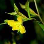 Ludwigia decurrens Fruit