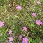 Sabatia campestris Alkat (teljes növény)