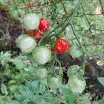 Solanum lycopersicum Fruit