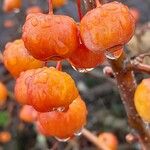 Malus × floribunda फल