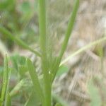 Linaria pelisseriana Blatt