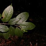 Colubrina spinosa Ліст