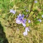 Cichorium endiviaΛουλούδι